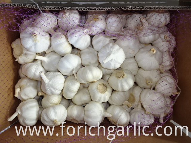 Pure White Garlic 2019